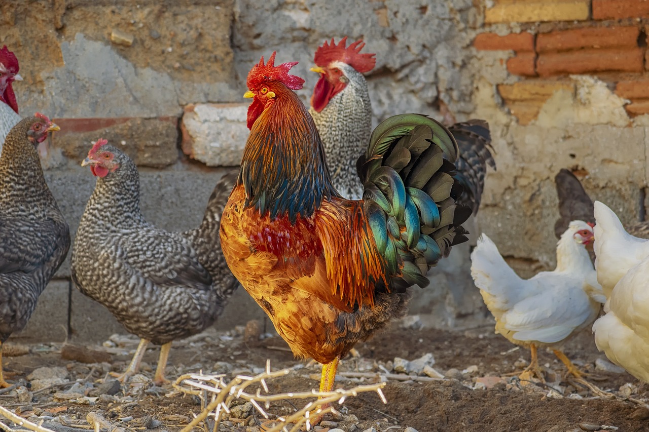 beternak ayam kampung