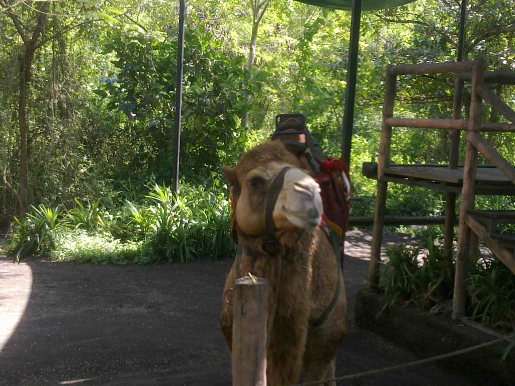 Wisata Ramah Anak Bali Zoo