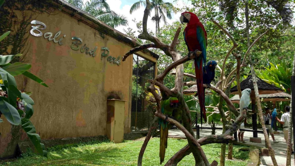 Wisata Ramah Anak Bali Bird Park