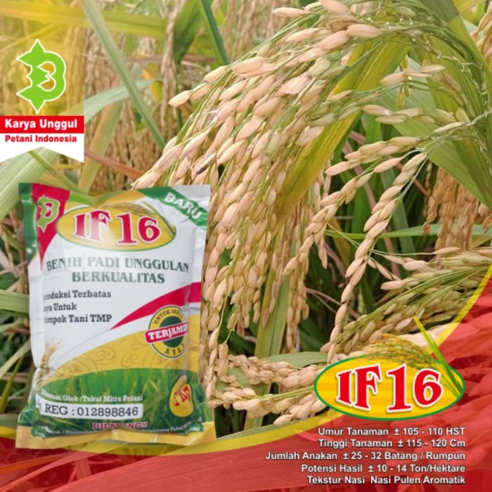 benih padi if 16