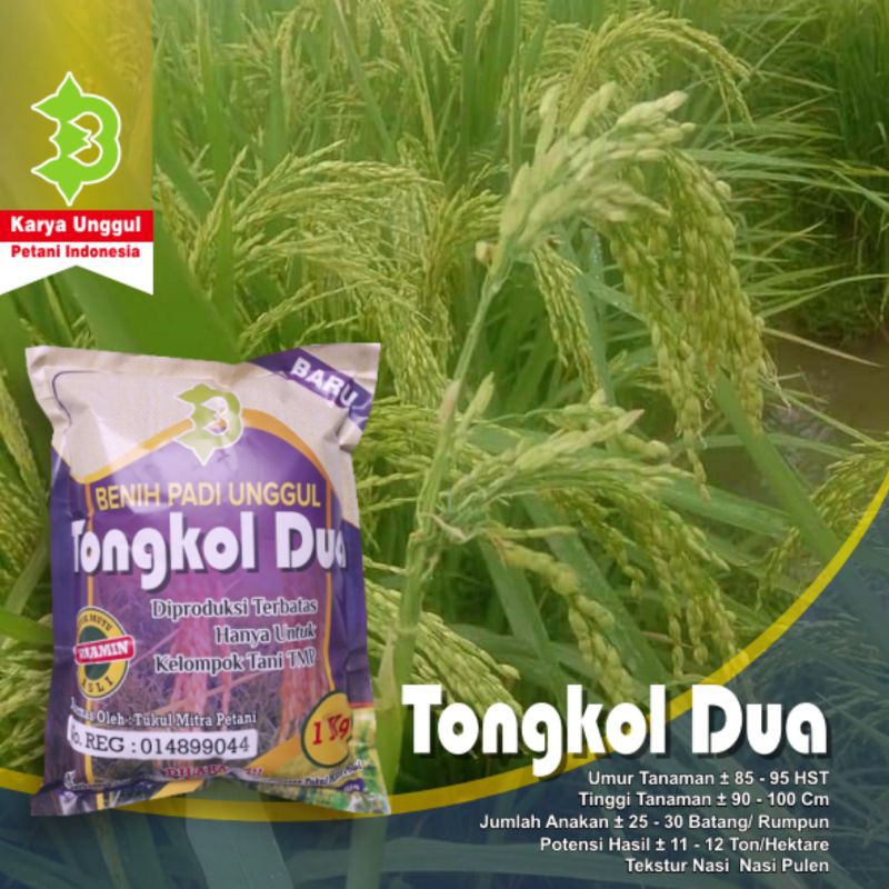 benih padi tongkol dua