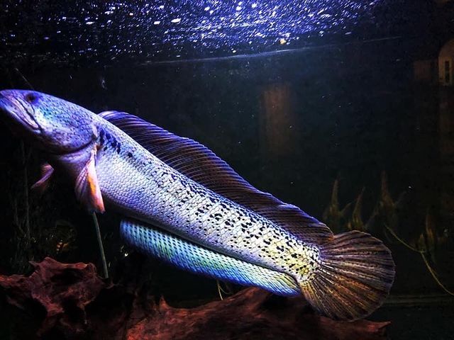 Budidaya Ikan Channa Barca