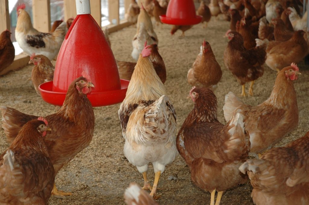 beternak ayam dengan kandang bersih