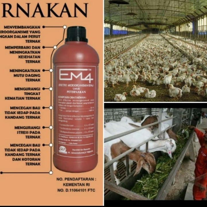 em4  untuk ternak kambing