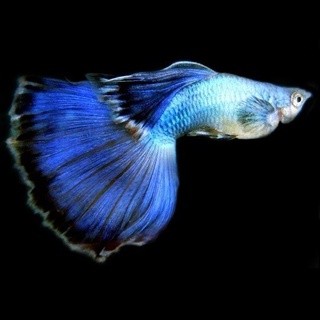 ikan hias air tawar guppy
