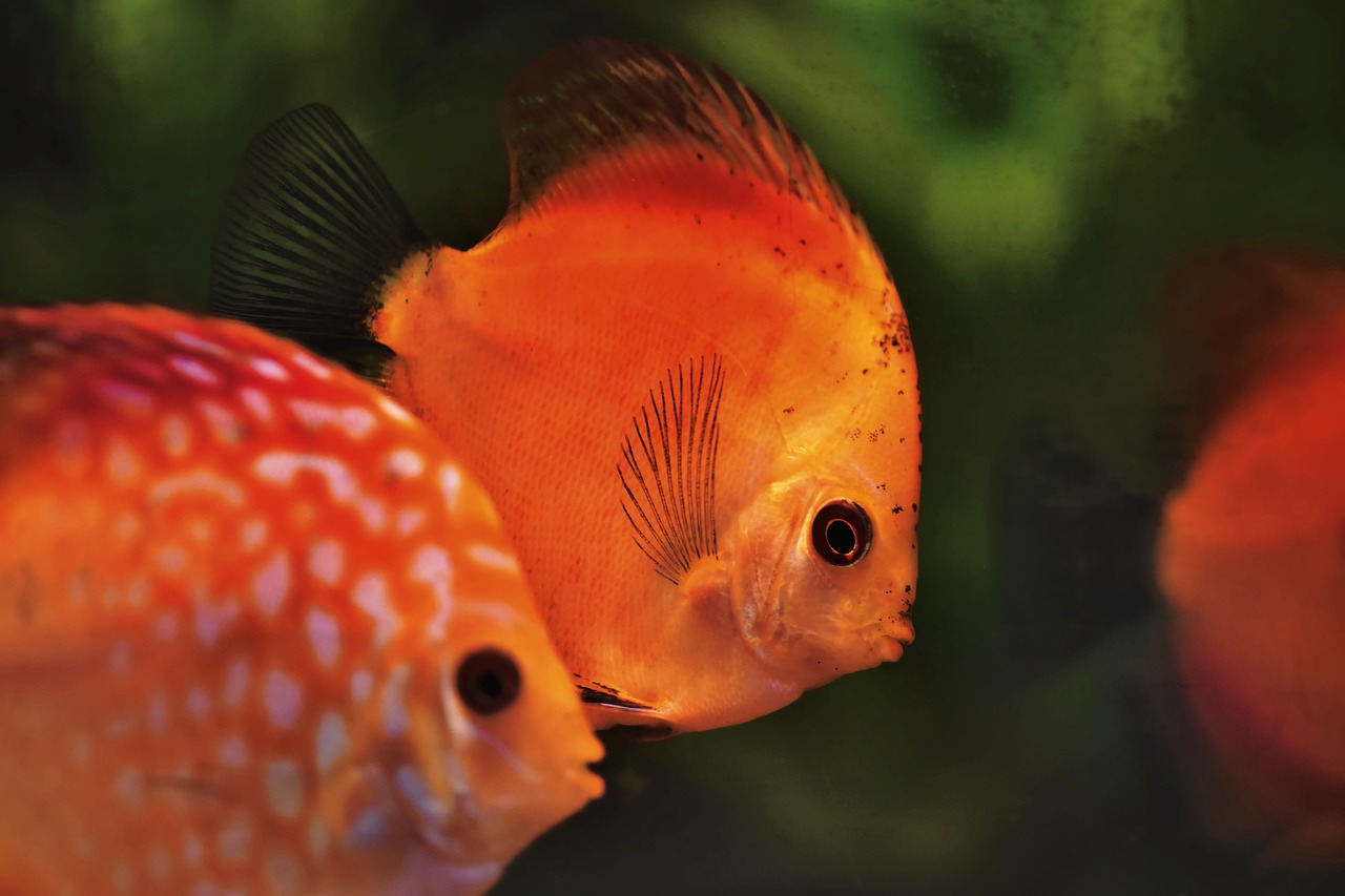 ikan hias ari tawar