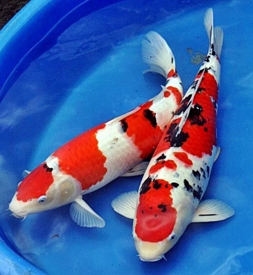 Ikan koi