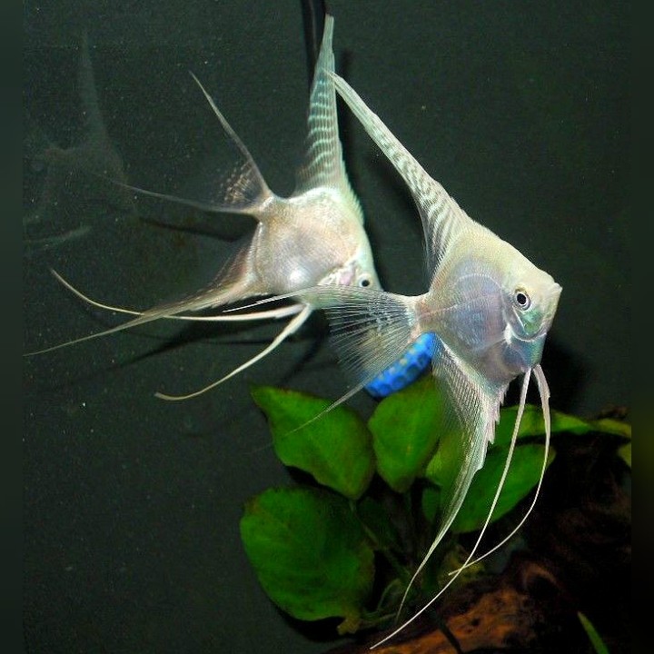ikan air tawar manfish