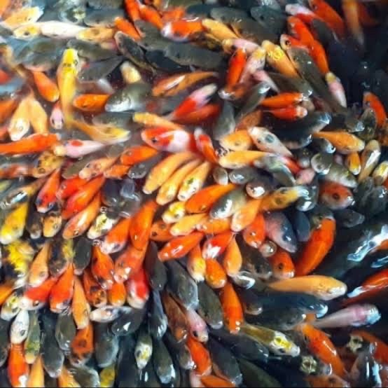ikan air tawar ikan mas