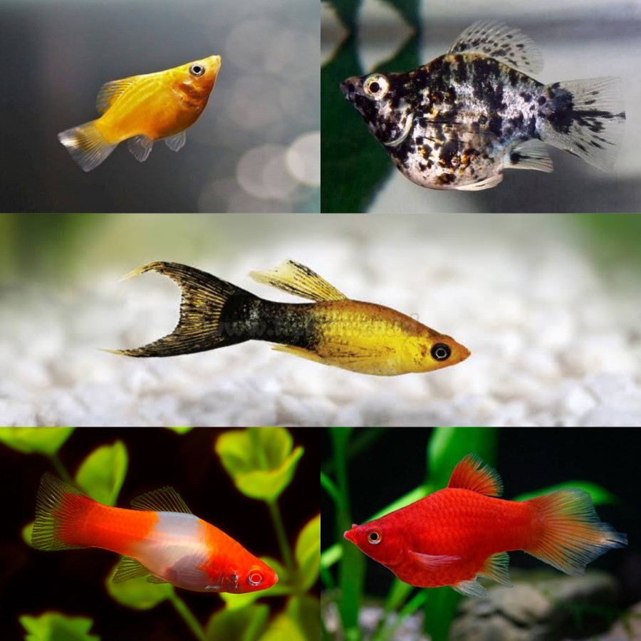 ikan air tawar platy
